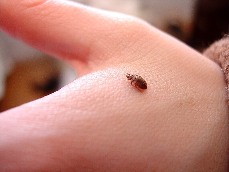 Gros plan d'une petite punaise de lit brune rampant sur le dos de la main d'une personne, mettant en évidence les détails de l'insecte sur la peau pâle - un rappel pour éliminer les punaises de lit avec des méthodes de lavage appropriées.