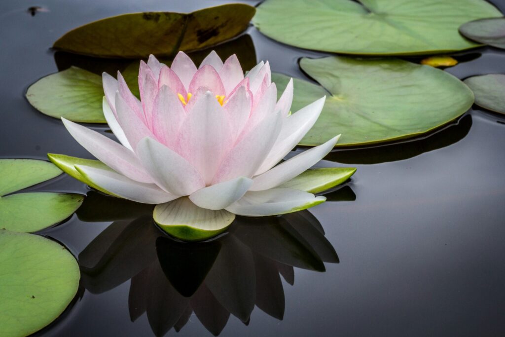 Un nénuphar rose et blanc flotte sur une eau calme et sombre, entouré de plusieurs grands nénuphars verts - serein comme une aide ménagère CESU effectuant des soins délicats, le reflet de la fleur se reflétant à la surface.