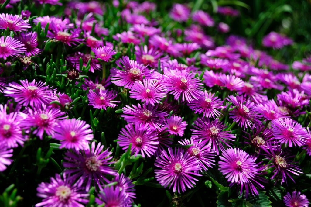 Une grappe de fleurs violettes vibrantes aux pétales hérissés et au feuillage vert, poussant en rangs serrés dans un jardin.