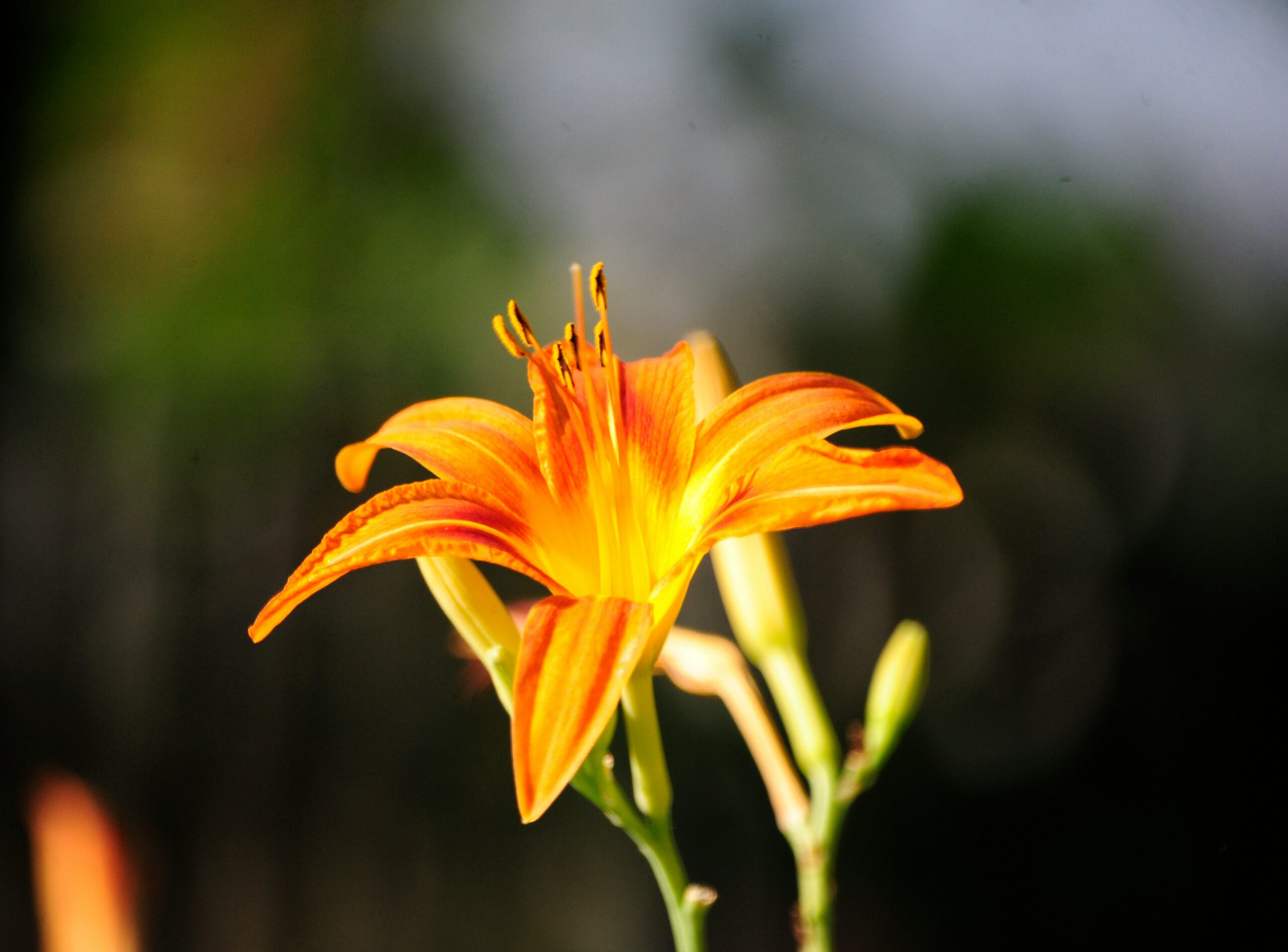 Gros plan d'une fleur d'hémérocalle orange en pleine floraison, avec des accents jaunes en son centre, sur un fond flou vert et blanc.