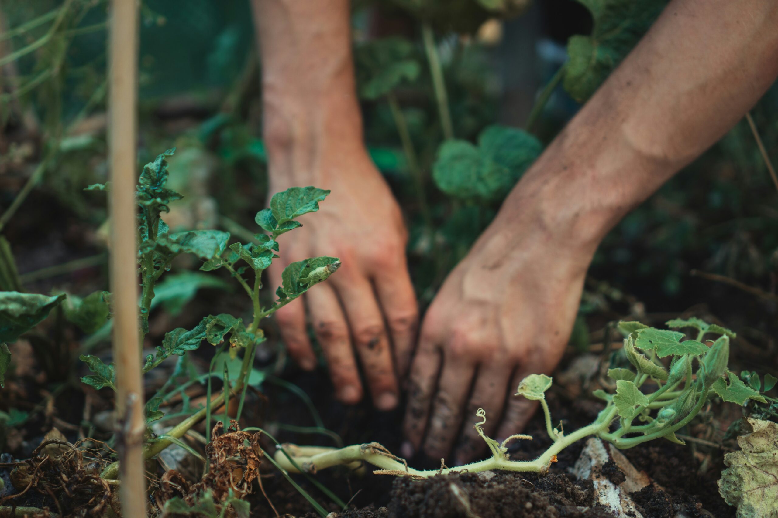 Gros plan de deux mains plantant ou soignant des plantes dans la terre, entourées de feuilles et de tiges vertes dans un jardin.