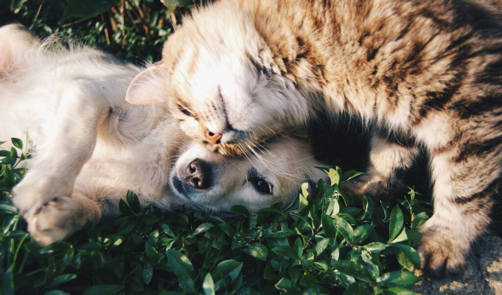 Un chien bronzé est couché sur le côté dans l'herbe verte tandis qu'un chat tabby frotte affectueusement sa tête contre le visage du chien. Les deux animaux semblent détendus et satisfaits de la lumière du soleil.