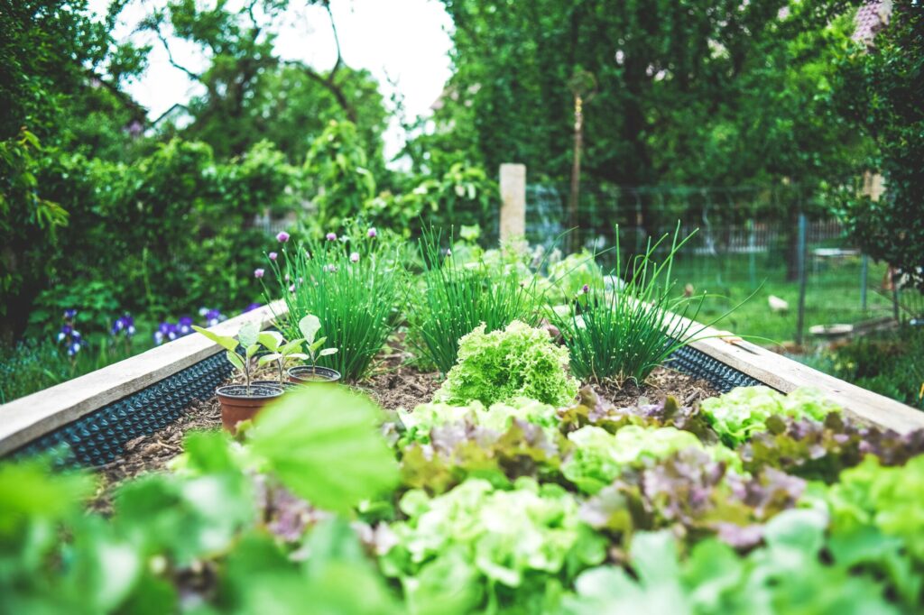 Lit de jardin surélevé rempli de légumes verts et d'herbes aromatiques, entouré de verdure luxuriante et d'arbres dans un jardin arrière clôturé - parfait pour se détendre après une journée passée à organiser son espace avec l'aide de l'aide ménagère du CESU.