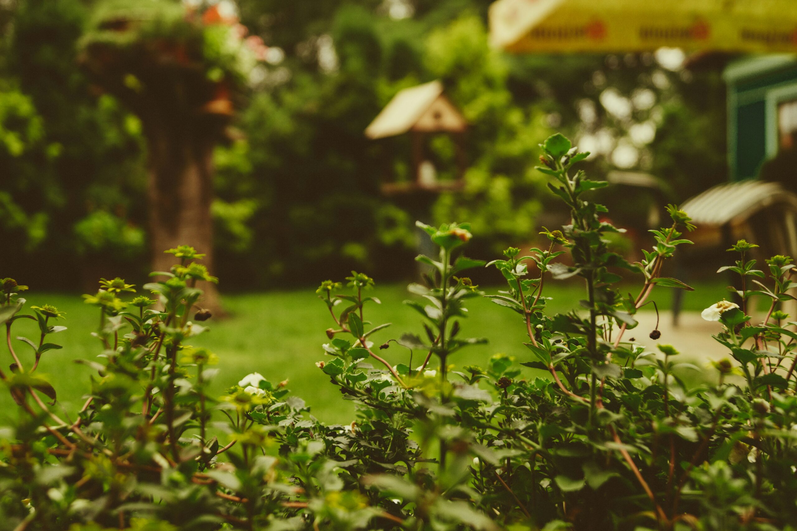 Gros plan sur des plantes vertes avec de petites fleurs blanches dans un jardin, où une aide ménagère CESU pourrait s'occuper de l'espace. En arrière-plan flou, on aperçoit des arbres, un nichoir et du mobilier d'extérieur par une journée ensoleillée.