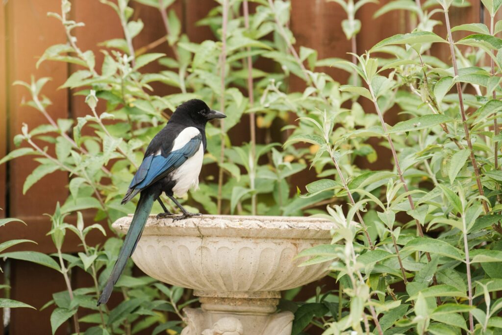 Une pie aux plumes noires, blanches et bleues se perche sur le bord d'un bain d'oiseaux en pierre entretenu par une aide ménagère du CESU, entourée de plantes vertes feuillues et d'une clôture en bois à l'arrière-plan.