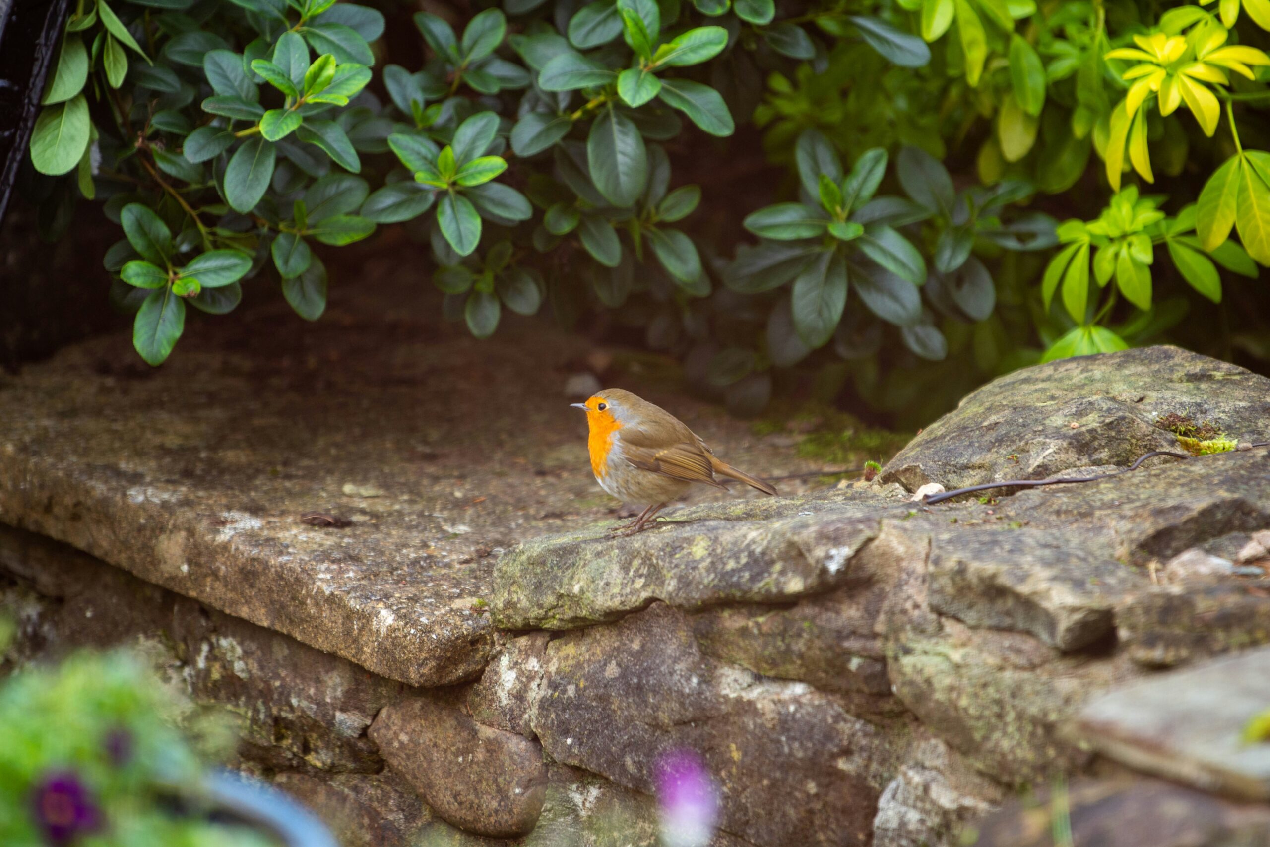 Un petit rouge-gorge à la poitrine orange vif se tient sur un mur de pierre, entouré de plantes vertes et feuillues dans un jardin - une scène paisible à apprécier après que votre aide ménagère CESU a mis de l'ordre dans la maison.