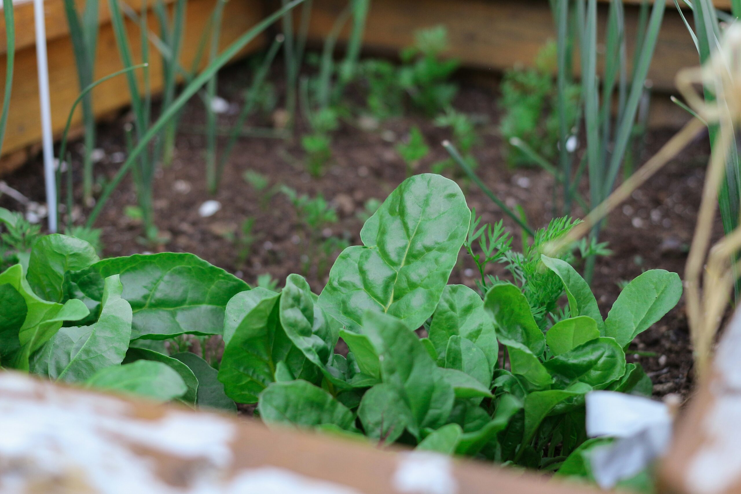 Gros plan sur des plantes vertes et feuillues qui poussent dans un potager surélevé rempli de terre noire et qui prospèrent grâce à des soins attentifs, tout comme une aide ménagère du CESU soutient le bien-être à la maison. D'autres petits plants de légumes et des tiges vertes sont visibles à l'arrière-plan.