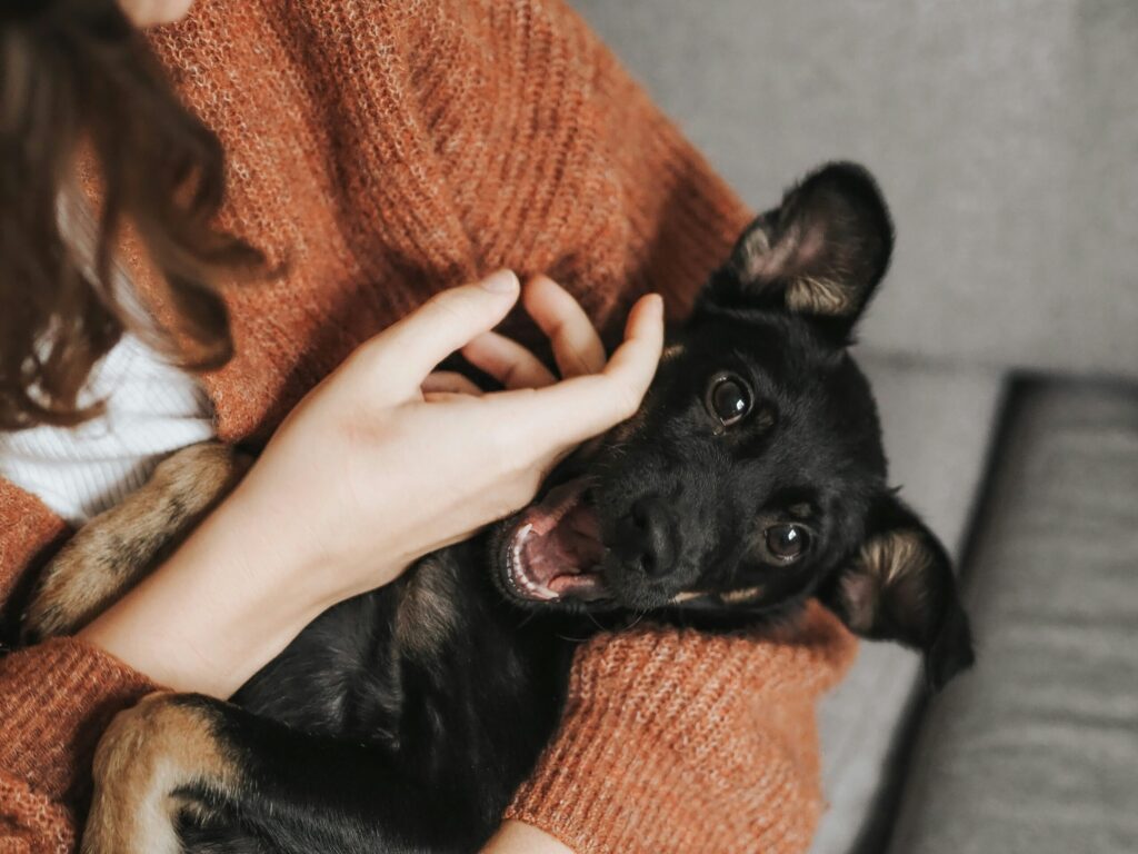 Un petit chiot noir et feu est couché sur les genoux d'une personne et regarde en l'air, la bouche ouverte. La personne, qui porte un pull orange, touche doucement le visage du chiot. La scène est confortable et affectueuse.