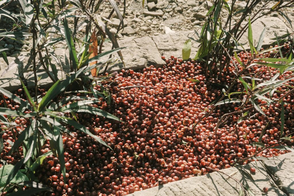 Un gros tas de petites baies rouges ou de graines repose sur le sol, entouré de plantes vertes et feuillues et bordé de dalles de pierre, comme si une aide ménagère du CESU l'avait fraîchement entretenu sous un soleil radieux.