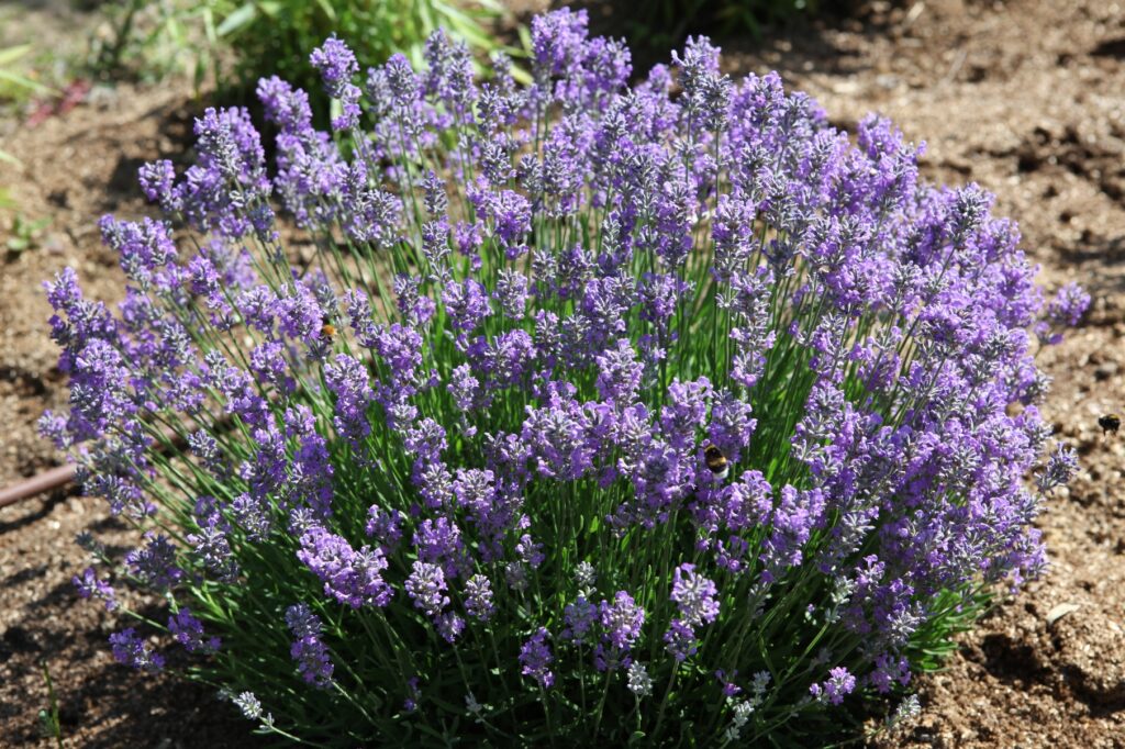 Un buisson de lavande en fleurs, parsemé de grappes de petites fleurs violettes et de tiges vertes, poussant dans un sol sablonneux en plein soleil : un choix idéal pour un jardin économe en eau, car la lavande est l’une des meilleures plantes vivaces résistantes à la sécheresse, qui s’épanouit sans effort parmi les plantes de plein soleil sans arrosage.