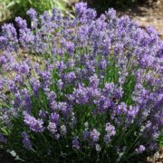 Un buisson de lavande en fleurs, parsemé de grappes de petites fleurs violettes et de tiges vertes, poussant dans un sol sablonneux en plein soleil : un choix idéal pour un jardin économe en eau, car la lavande est l’une des meilleures plantes vivaces résistantes à la sécheresse, qui s’épanouit sans effort parmi les plantes de plein soleil sans arrosage.