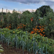 Un jardin luxuriant en septembre, avec des rangées de poireaux au premier plan, des soucis qui égayent les plates-bandes, et de grands plants de tomates chargés de tomates rouges mûres à l'arrière-plan, sous un ciel partiellement nuageux : un exemple parfait du « jardinage de septembre » en PACA.
