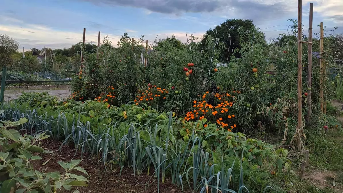 Un jardin luxuriant en septembre, avec des rangées de poireaux au premier plan, des soucis qui égayent les plates-bandes, et de grands plants de tomates chargés de tomates rouges mûres à l'arrière-plan, sous un ciel partiellement nuageux : un exemple parfait du « jardinage de septembre » en PACA.