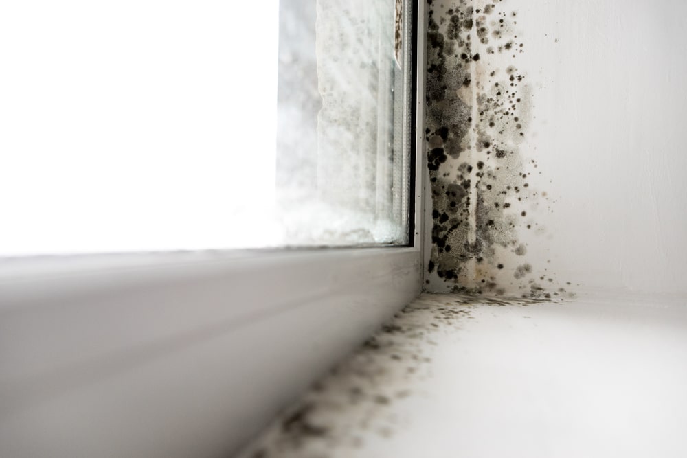 Gros plan sur un cadre de fenêtre blanc et un angle de mur présentant des taches de moisissure noire, signe d’humidité et d’une mauvaise ventilation. Cette image souligne l’importance de trouver des solutions contre l’humidité dans la maison et d’éliminer la moisissure sur les murs afin d’empêcher sa propagation dans l’habitation.