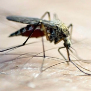 Gros plan sur un moustique tigre de la région PACA, aux longues pattes et aux longues ailes, en train de se nourrir sur la peau d'un être humain dont on distingue les poils, la trompe enfoncée — une image frappante au vu des récents cas de dengue à Marseille en 2026.