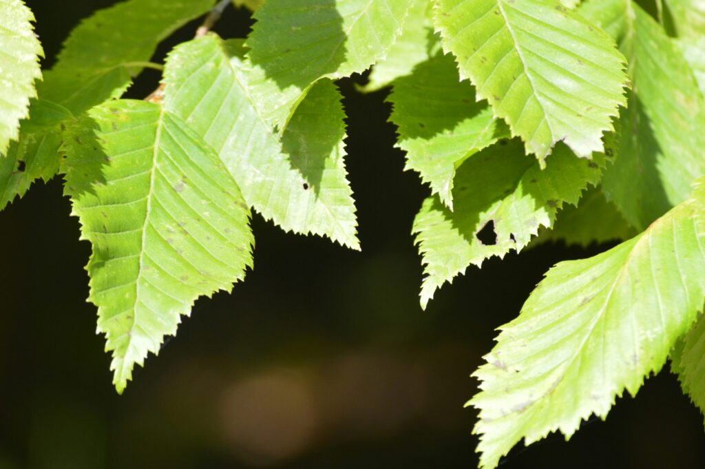 Des feuilles dentelées d'un vert vif se détachant sur un fond sombre, semblables au feuillage que l'on pourrait protéger en recouvrant des agrumes en pot pour l'hiver.