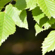 Des feuilles dentelées d'un vert vif se détachant sur un fond sombre, semblables au feuillage que l'on pourrait protéger en recouvrant des agrumes en pot pour l'hiver.