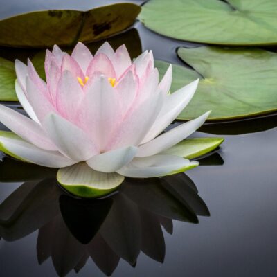 Un nénuphar rose et blanc flotte sur une eau calme et sombre, entouré de plusieurs grands nénuphars verts - serein comme une aide ménagère CESU effectuant des soins délicats, le reflet de la fleur se reflétant à la surface.