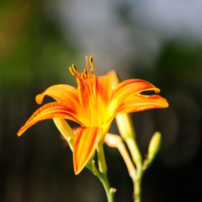 Gros plan d'une fleur d'hémérocalle orange en pleine floraison, avec des accents jaunes en son centre, sur un fond flou vert et blanc.