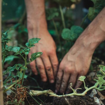 Gros plan de deux mains plantant ou soignant des plantes dans la terre, entourées de feuilles et de tiges vertes dans un jardin.