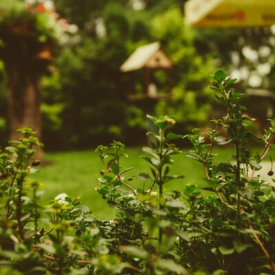 Gros plan sur des plantes vertes avec de petites fleurs blanches dans un jardin, où une aide ménagère CESU pourrait s'occuper de l'espace. En arrière-plan flou, on aperçoit des arbres, un nichoir et du mobilier d'extérieur par une journée ensoleillée.
