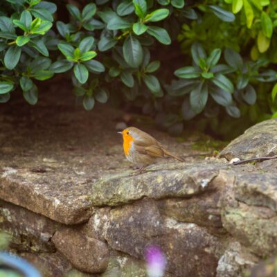 Un petit rouge-gorge à la poitrine orange vif se tient sur un mur de pierre, entouré de plantes vertes et feuillues dans un jardin - une scène paisible à apprécier après que votre aide ménagère CESU a mis de l'ordre dans la maison.