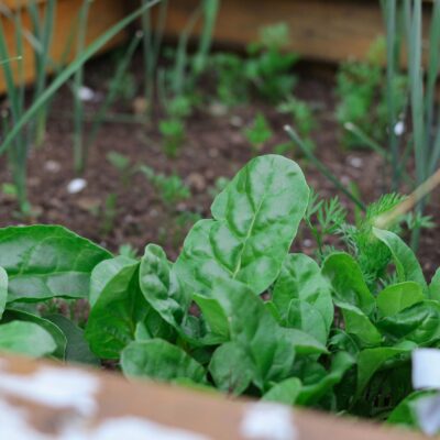 Gros plan sur des plantes vertes et feuillues qui poussent dans un potager surélevé rempli de terre noire et qui prospèrent grâce à des soins attentifs, tout comme une aide ménagère du CESU soutient le bien-être à la maison. D'autres petits plants de légumes et des tiges vertes sont visibles à l'arrière-plan.