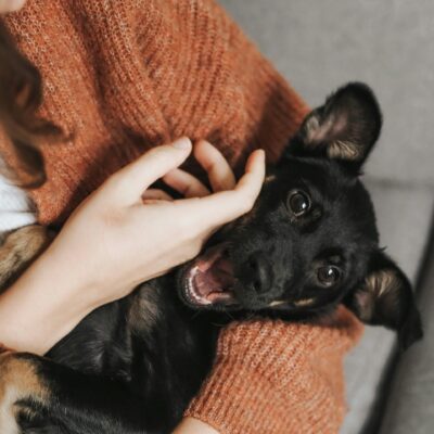 Un petit chiot noir et feu est couché sur les genoux d'une personne et regarde en l'air, la bouche ouverte. La personne, qui porte un pull orange, touche doucement le visage du chiot. La scène est confortable et affectueuse.